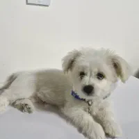 سگ شیتزو مالتیز|سگ|بجنورد, |دیوار