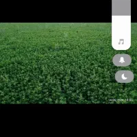 فروش یونجه