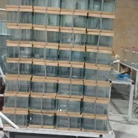 ماهی قرمز|ماهی|کرمانشاه, |دیوار