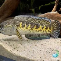 ماهی چانا گلدن کبری