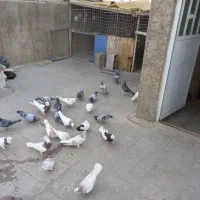 کبوتر طوق شازده ایی.شهری.پلاکی|پرنده|شیراز, شهرک مطهری|دیوار