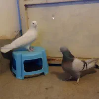 دوتا نر بلوک دار عتیقه