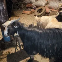 19 راس تیربز ورگون  و یک عدد بعده|حیوانات مزرعه|اندیکا, |دیوار