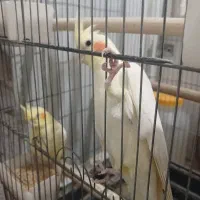 عروس هلندی لوتبنو