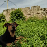 دوبرمن|سگ|تهران, فلسطین (میدان انقلاب)|دیوار