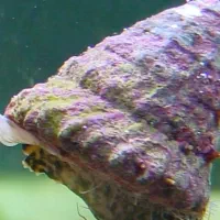 ABSHORماهی دلقک  آب شور|ماهی|تهران, جوادیه تهرانپارس|دیوار