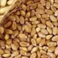 بذر گندم.اکلید