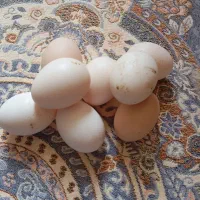 تخمه مرغ محلی درجه یک