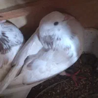 کبوتر جوفت نر و ماده