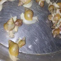 معجزه پوست حلزون پرورشی