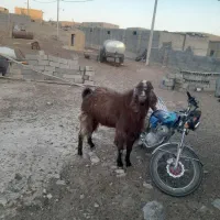 بز نر|حیوانات مزرعه|شیروان (خراسان), |دیوار