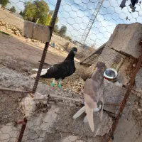 جوجه دمسفید|پرنده|سوسنگرد, |دیوار