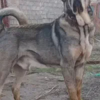 یک جفت پژدر عراقی