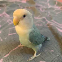 یک جفت طوطی برزیلی اهلی و بازی گوش