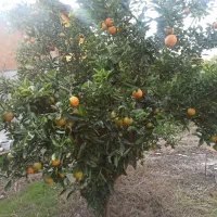 باغ ۵۷۰متری/با سوئیت ۵۰متری/با سند و مجوز و پروانه|فروش زمین و ملک کلنگی|زرگرشهر, |دیوار