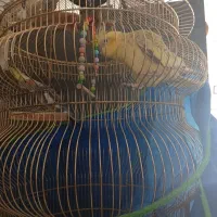 عروس هلندی بالغ نر و ماده همراه جوجه