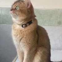 گربه نر بالغ گلد|گربه|بناب, |دیوار