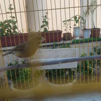 قناری نر سبز|پرنده|تهران, دروازه شمیران|دیوار