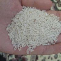 سرلاشه برنج هاشمی