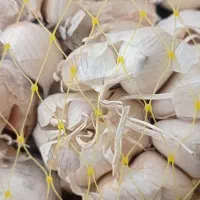 سیر درجه یک بذری