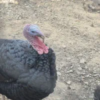 قوغاز اوکراینی و بوقلمون رسمی