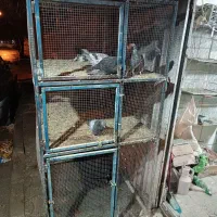 قفس آهنی سه طبقه