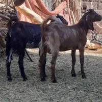 چپش نری و گیسه رشتی چاق