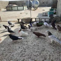 دسه کفتر رنگی|پرنده|ارژن, |دیوار