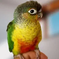 یک جفت گرینچیک مولد سرحال|پرنده|رضویه, |دیوار