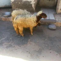 دوتا بره نروماده