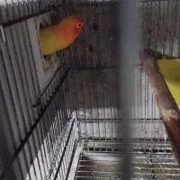 کتوله باتخم|پرنده|آران و بیدگل, |دیوار