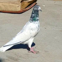 کبوتر فوق زوردار کلاف