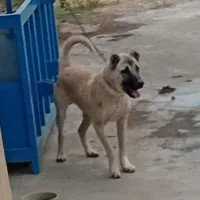 توله سرابی