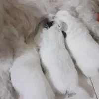 شیتزو بهمراه توله