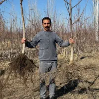 نهال‌گردو پربار، سودطلایی|خدمات باغبانی و درختکاری|جوانرود, |دیوار