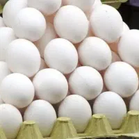 تخم مرغ تاریخ یک ماهه