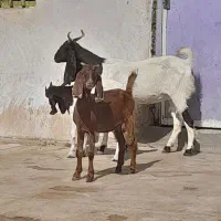 دوتا بز دو کره ای وچند کره نر|حیوانات مزرعه|وحدتیه, |دیوار