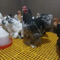 مرغ و خروس برهما تخمگذار اصیل و لاری