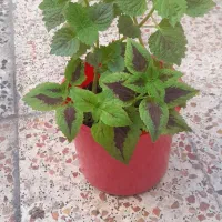 گل و گلدان|گل و گیاه طبیعی|اهواز, بیست متری شهرداری|دیوار