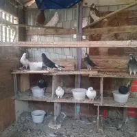 همه حیوان یکجا بع فروش میرسد