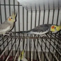 عروس هلندی در حال سخنگوشدن