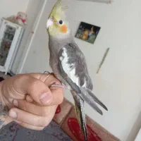 عروس هلندی