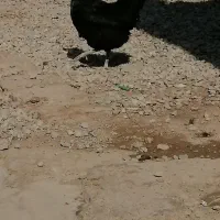 مرغ عربی اصل دوعدد مشکی