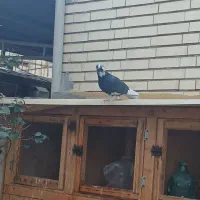 کبوترنرکشکلک. گم کردم. پریروز|حیوانات|یزد, |دیوار