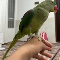 شاه طوطی سالم و کم نظیر|پرنده|بیرجند, |دیوار