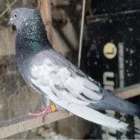 کفترکبوتر پرنده