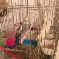 عروس هلندی|پرنده|نیشابور, کوی حسینی|دیوار