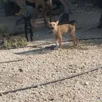 سگ نگهبان دورگ