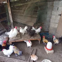 بوقلمون و مرغ و خروس تزیینی|پرنده|هچیرود, |دیوار