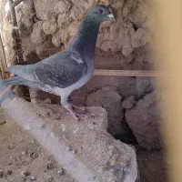کفتر مسافتی